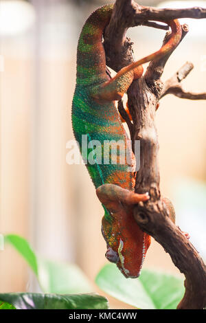 Un panther chameleon est assis sur une branche. zoo de Saint-Pétersbourg, Russie. Banque D'Images