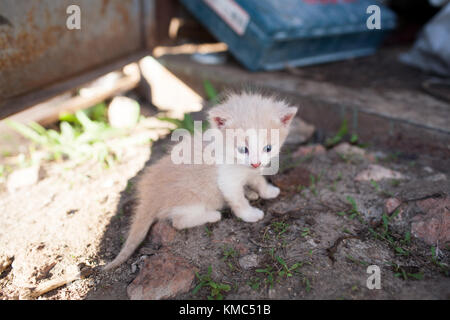 Funny red chaton assis sur le sol Banque D'Images