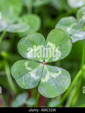 Un gros plan photo verticale d'un véritable trèfle à 4 feuilles vert avec la rosée sur elle Banque D'Images