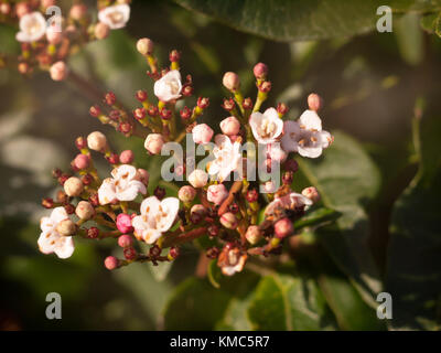 Close up of small white blossom chefs d'arbuste de jardin ; Essex ; Angleterre ; uk Banque D'Images