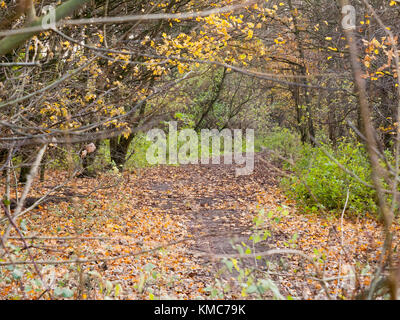 Chemin de ronde de la forêt de l'automne par voie sombre des feuilles jaunes ; masse ; Essex, Angleterre, Royaume-Uni Banque D'Images