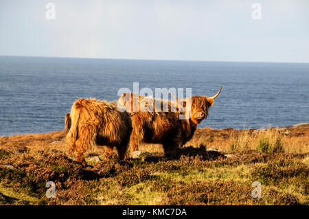 Longhorns écossais le pâturage dans le soleil d'automne sur Wester Ross en Ecosse, Grande-Bretagne Banque D'Images