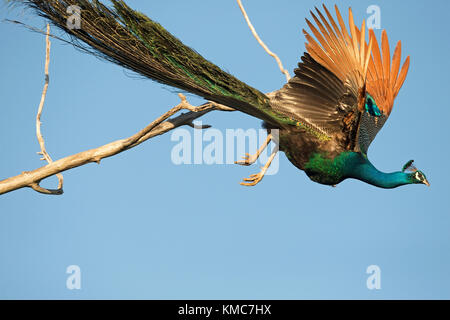 Paons indiens (Pavo cristata) Banque D'Images