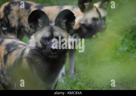 Les chiens sauvages d'Afrique Banque D'Images