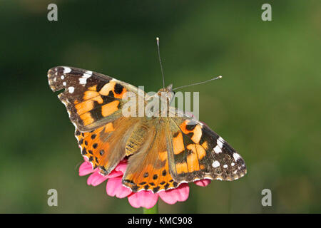 Papillon belle dame sur zinnia en automne Banque D'Images