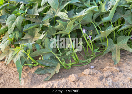 Kamote feuillage, plantes, le cultivar de pomme de terre douce Ipomoea 'balatas'. Banque D'Images