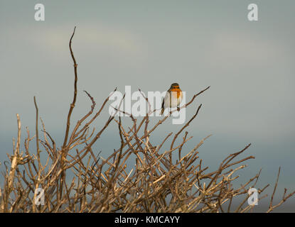 Robin, Erithacus rubecula aux abords, seul adulte perché en brousse avec fond de ciel clair, Lancashire, UK Banque D'Images