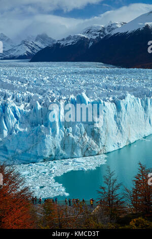 Perito Moreno Glacier, lenga arbres en automne, et les touristes en promenade, Parque Nacional Los Glaciares (zone du patrimoine mondial), Patagonie, Argentine, sout Banque D'Images