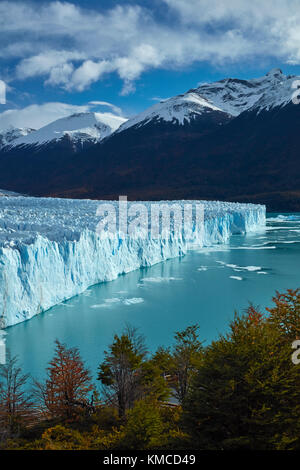 Le glacier Perito Moreno, et lenga arbres en automne, Parque Nacional Los Glaciares (zone du patrimoine mondial), Patagonie, Argentine, Amérique du Sud Banque D'Images