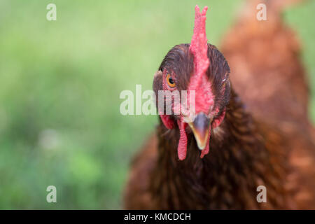 Close up of Rhode Island Red Chicken Banque D'Images