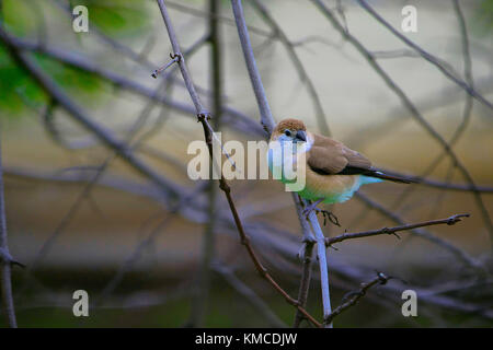 Indian silverbill ou white-throated Euodice malabarica, munia, Jaisalmer, Rajasthan, India Banque D'Images