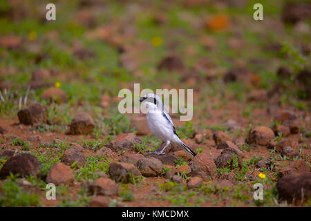 Pie-grièche méridionale Lanius meridionalis, Supa, Maharashtra, Inde Banque D'Images