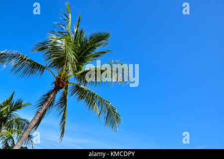 Les cocotiers tropical superbe plage de la Thaïlande à l'île de Samui, célèbre destination de vacances Banque D'Images
