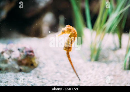 Long-snouted hippocampus guttulatus hippocampes nager dans l'aquarium. Banque D'Images