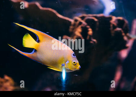 Holacanthus ciliaris queen angelfish nager dans l'aquarium. Banque D'Images