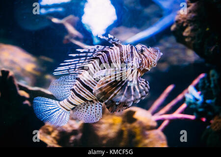 Poisson lion pterois volitans est rouge corail venimeux poissons nager dans l'aquarium. Un des plus poissons toxiques en mer. Banque D'Images