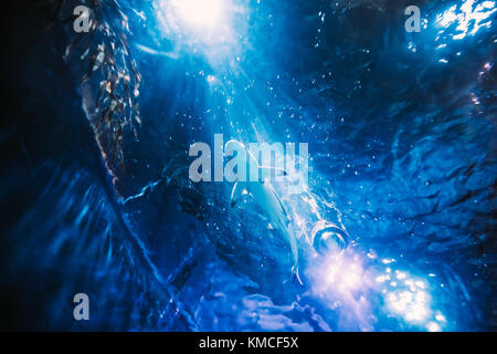 Piscine requin dans l'aquarium. Vue de dessous les poissons en mouvement. Banque D'Images