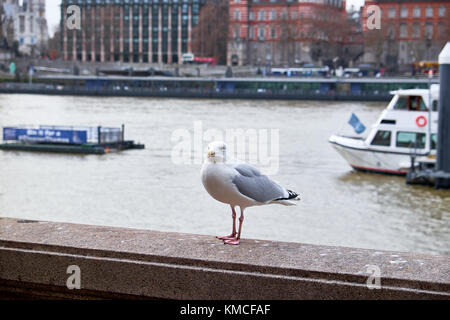 London city - 24 décembre 2016 : Mouette debout sur la rambarde en béton sur le quai de la rivière Thames près de Big Ben Banque D'Images