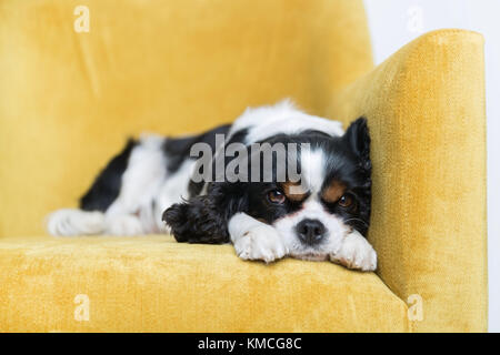 Mignon chien reposant sur le canapé jaune Banque D'Images