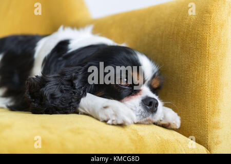 Mignon chien reposant sur le canapé jaune Banque D'Images