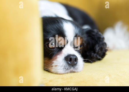 Cute cavalier spaniel détente sur le canapé Banque D'Images