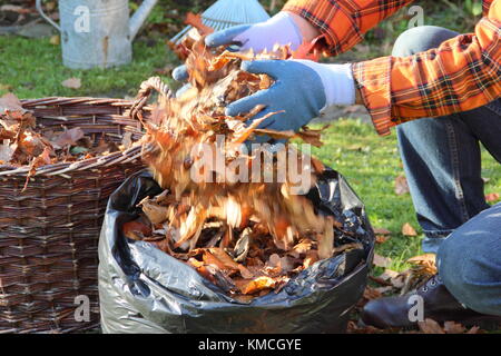 Feuilles d'automne sont rassemblées dans un sac en plastique noir pour faire le moule de feuilles par le processus de la décomposition vers le bas pendant l'hiver le stockage dans un jardin anglais Banque D'Images