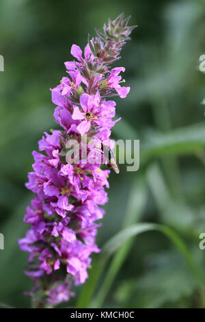 La Salicaire (Lythrum salicaria) fleur. Banque D'Images