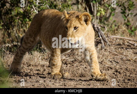 Un lion (Panthera leo) promenades dans la brousse au Kenya. ol pejeta conservancy, laikipia, kenya. Banque D'Images