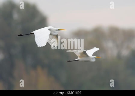 Silberreiher, Ardea alba, Grande Aigrette Banque D'Images