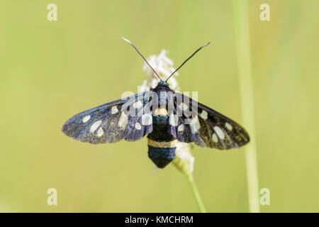 Weissfleck-Widderchen, Amata phegea, neuf papillon tacheté Banque D'Images