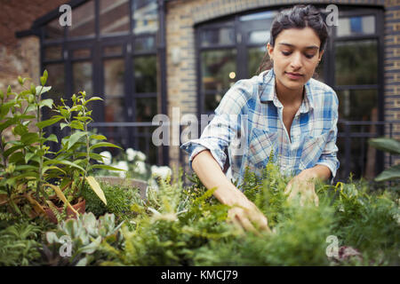 Jeune femme jardinant, vérifier les plantes sur le patio Banque D'Images