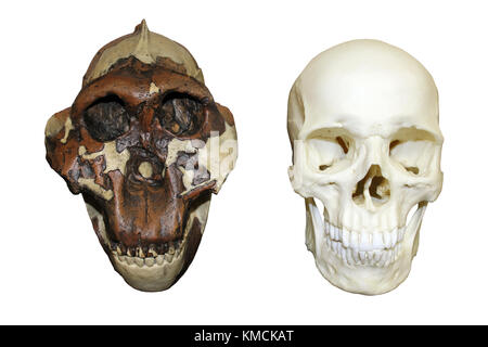 L'australopithecus boisei Casse-noisette Man vs Homo sapiens crâne Banque D'Images