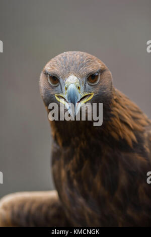 L'aigle royal (Aquila chrysaetos) seul portrait - parc national de Cairngorms, en Écosse, Royaume-Uni Banque D'Images