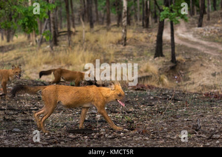 Le paquet de trous se déplace dans les forêts de Sal de Pench Banque D'Images