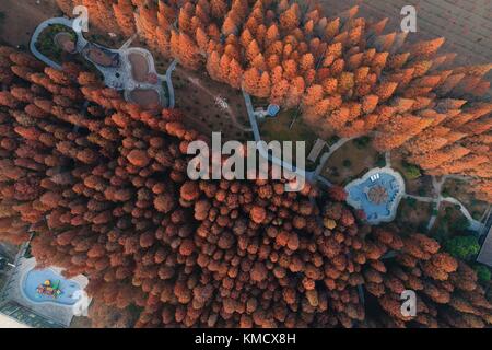 Suqian, Suqian, Chine. 1er décembre 2017. Suqian, CHINE-1er décembre 2017 : (USAGE ÉDITORIAL UNIQUEMENT. CHINA OUT) . Photographie aérienne de la forêt de séquoias à Suqian, dans la province du Jiangsu de l'est de la Chine, 1er décembre 2017. Crédit : Sipa Asia/ZUMA Wire/Alamy Live News Banque D'Images