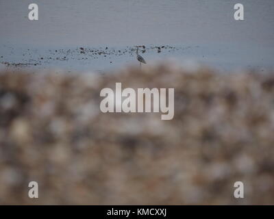 Sheerness, Kent, UK. 6e Dec 2017. Météo France : un ciel couvert matin à Sheerness. Un héron cendré sur la plage. Credit : James Bell/Alamy Live News Banque D'Images