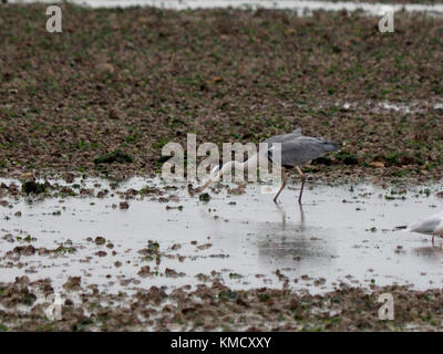 Sheerness, Kent, UK. 6e Dec 2017. Météo France : un ciel couvert matin à Sheerness. Un héron cendré sur la plage. Credit : James Bell/Alamy Live News Banque D'Images