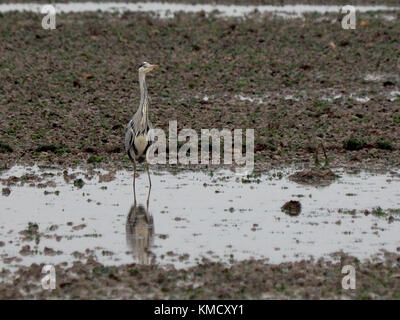 Sheerness, Kent, UK. 6e Dec 2017. Météo France : un ciel couvert matin à Sheerness. Un héron cendré sur la plage. Credit : James Bell/Alamy Live News Banque D'Images