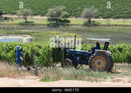 Western Cape, Afrique du Sud. Le dessus et le côté du fraisage la croissance dans un exercice sur la taille d'été Vin Delheim Estate, Stellenbosch, Western Cape, Afrique du Sud. Cette opération permet à plus de lumière du soleil sur les vignes afin d'améliorer la croissance et l'ripenning des raisins. Banque D'Images