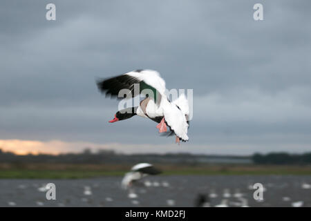 Southport, Merseyside, Météo France. 6 Décembre, 2017. Bénévole à Martin simple Wetland Centre distribue du blé pour nourrir les troupeaux innombrables de tadorne de migrants, les canards sauvages, les échassiers et autres oiseaux à 3h00. Swan la migration est en cours et il y a maintenant plus de 1 000 cygnes chanteurs se percher sur la réserve. Au cours des prochaines semaines d'hiver nombre d'oiseaux va augmenter jusqu'à 40 000 de devenir l'un des meilleurs spectacles de la faune au Royaume-Uni. Credit : MediaWorldImages/Alamy Live News Banque D'Images