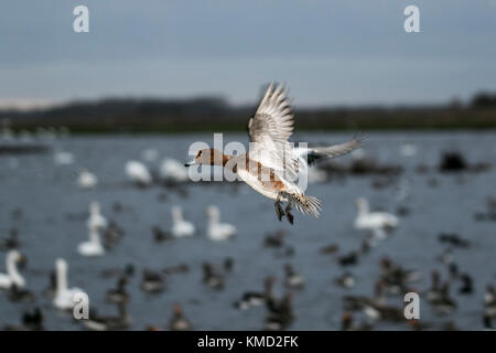 Southport, Merseyside, Météo France. 6 Décembre, 2017. Bénévole à Martin simple Wetland Centre distribue du blé pour nourrir les troupeaux innombrables de tadorne de migrants, les canards sauvages, les échassiers et autres oiseaux à 3h00. Swan la migration est en cours et il y a maintenant plus de 1 000 cygnes chanteurs se percher sur la réserve. Au cours des prochaines semaines d'hiver nombre d'oiseaux va augmenter jusqu'à 40 000 de devenir l'un des meilleurs spectacles de la faune au Royaume-Uni. Credit : MediaWorldImages/Alamy Live News Banque D'Images