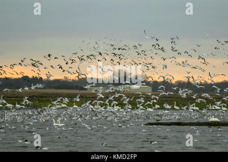 Southport, Merseyside, Météo France. 6 Décembre, 2017. Bénévole à Martin simple Wetland Centre distribue du blé pour nourrir les troupeaux innombrables de tadorne de migrants, les canards sauvages, les échassiers et autres oiseaux à 3h00. Swan la migration est en cours et il y a maintenant plus de 1 000 cygnes chanteurs se percher sur la réserve. Au cours des prochaines semaines d'hiver nombre d'oiseaux va augmenter jusqu'à 40 000 de devenir l'un des meilleurs spectacles de la faune au Royaume-Uni. Credit : MediaWorldImages/Alamy Live News Banque D'Images