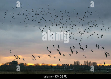 Southport, Merseyside, Météo France. 6 Décembre, 2017. Bénévole à Martin simple Wetland Centre distribue du blé pour nourrir les troupeaux innombrables de tadorne de migrants, les canards sauvages, les échassiers et autres oiseaux à 3h00. Swan la migration est en cours et il y a maintenant plus de 1 000 cygnes chanteurs se percher sur la réserve. Au cours des prochaines semaines d'hiver nombre d'oiseaux va augmenter jusqu'à 40 000 de devenir l'un des meilleurs spectacles de la faune au Royaume-Uni. Credit : MediaWorldImages/Alamy Live News Banque D'Images