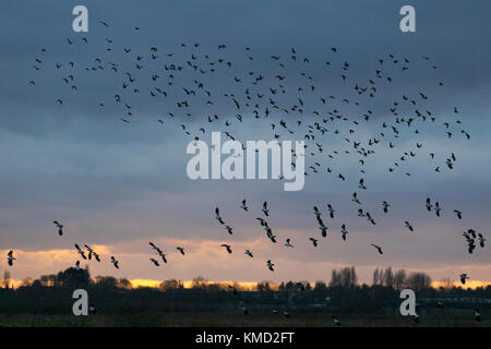 Southport, Merseyside, Météo France. 6 Décembre, 2017. Bénévole à Martin simple Wetland Centre distribue du blé pour nourrir les troupeaux innombrables de tadorne de migrants, les canards sauvages, les échassiers et autres oiseaux à 3h00. Swan la migration est en cours et il y a maintenant plus de 1 000 cygnes chanteurs se percher sur la réserve. Au cours des prochaines semaines d'hiver nombre d'oiseaux va augmenter jusqu'à 40 000 de devenir l'un des meilleurs spectacles de la faune au Royaume-Uni. Credit : MediaWorldImages/Alamy Live News Banque D'Images