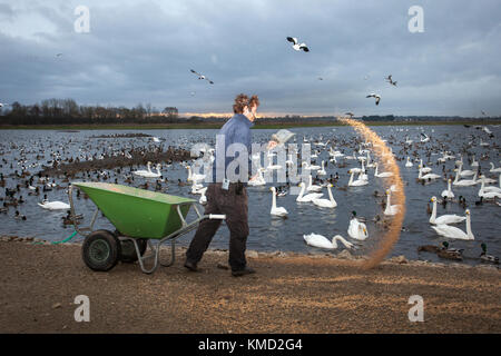 Southport, Merseyside, Météo France. 6 Décembre, 2017. Bénévole à Martin simple Wetland Centre distribue du blé pour nourrir les troupeaux innombrables de tadorne de migrants, les canards sauvages, les échassiers et autres oiseaux à 3h00. Swan la migration est en cours et il y a maintenant plus de 1 000 cygnes chanteurs se percher sur la réserve. Au cours des prochaines semaines d'hiver nombre d'oiseaux va augmenter jusqu'à 40 000 de devenir l'un des meilleurs spectacles de la faune au Royaume-Uni. Credit : MediaWorldImages/Alamy Live News Banque D'Images