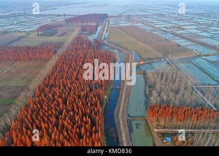 Suqian, Suqian, Chine. 1er décembre 2017. Suqian, CHINE-1er décembre 2017 : (USAGE ÉDITORIAL UNIQUEMENT. CHINA OUT) . Photographie aérienne de la forêt de séquoias à Suqian, dans la province du Jiangsu de l'est de la Chine, 1er décembre 2017. Crédit : Sipa Asia/ZUMA Wire/Alamy Live News Banque D'Images