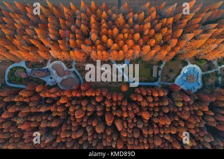 Suqian, Suqian, Chine. 1er décembre 2017. Suqian, CHINE-1er décembre 2017 : (USAGE ÉDITORIAL UNIQUEMENT. CHINA OUT) . Photographie aérienne de la forêt de séquoias à Suqian, dans la province du Jiangsu de l'est de la Chine, 1er décembre 2017. Crédit : Sipa Asia/ZUMA Wire/Alamy Live News Banque D'Images