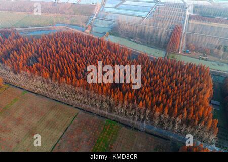 Beijing, Shanghai, Chine. 1er décembre 2017. SHANGHAI, CHINE - 1er décembre 2017 :(usage éditorial uniquement. Chine out) .La photographie aérienne de Redwood Forest à Shanghai, la Chine de l'est de la province de Jiangsu, 1er décembre 2017. crédit : l'Asie sipa/zuma/Alamy fil live news Banque D'Images