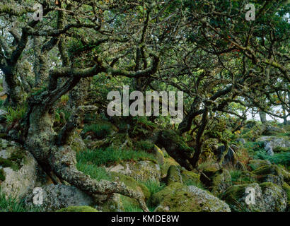 Wistman's Wood, Dartmoor, UK : l'un des meilleurs exemples en Grande-Bretagne de bois de chêne de haute altitude avec de vieux arbres rabougris couvert de mousses et lichens Banque D'Images