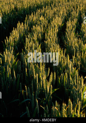 Les lignes courbes de la maturation du blé sur le bord d'un champ éclairé par le soleil de bas niveau. Pembrokeshire, Pays de Galles du Sud, UK Banque D'Images
